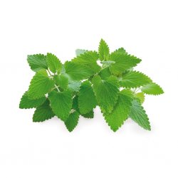 Smart Garden Refill 3-pack - Catnip