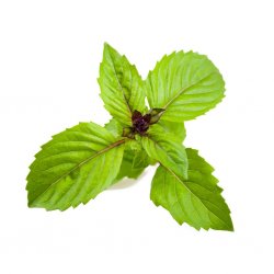 Smart Garden Refill 3-pack - Cinnamon Basil