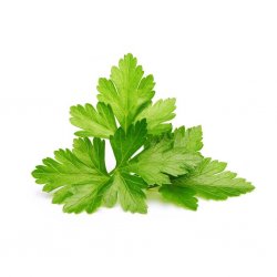 Smart Garden Refill 3-pack - Cilantro/Coriander