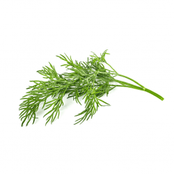 Smart Garden Refill 3-pack - Dill