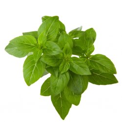Smart Garden Refill 3-pack - Dwarf Basil