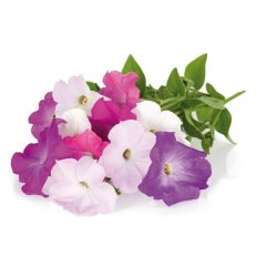 Smart Garden Refill 3-pack - Petunia
