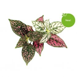 Smart Garden Refill 3-pack - Polka Dot Plant