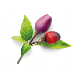 Smart Garden Refill 3-pack - Purple Chili Pepper