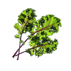 Smart Garden Refill 3-pack - Red Kale