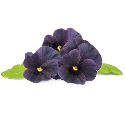 Smart Garden Refill 3-pack - Black Pansy
