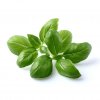 Smart Garden Refill 3-pack - Basil