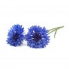 Smart Garden Refill 3-pack - Cornflower