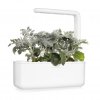 Smart Garden Refill 3-pack - Dusty Miller