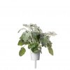 Smart Garden Refill 3-pack - Dusty Miller