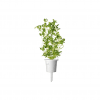 Smart Garden Refill 3-pack - Marjoram