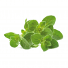 Smart Garden Refill 3-pack - Oregano