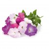 Smart Garden Refill 3-pack - Petunia