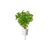 Smart Garden Refill 3-pack - Plain Parsley