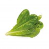 Smart Garden Refill 3-pack - Romaine Lettuce