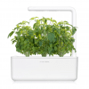 Smart Garden Refill 3-pack - Thai Basil