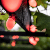 Smart String Lights - Oval Globe