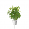Smart Garden Refill 3-pack - Thai Basil