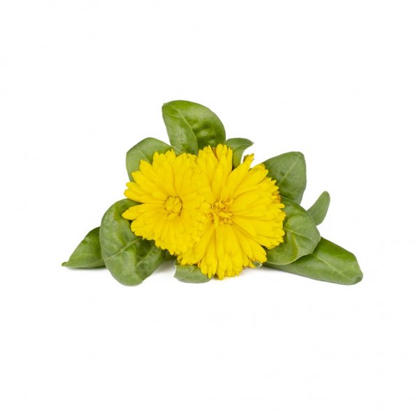 Smart Garden Refill 3-pack - Calendula