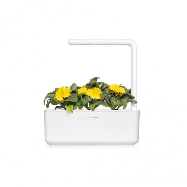Smart Garden Refill 3-pack - Calendula