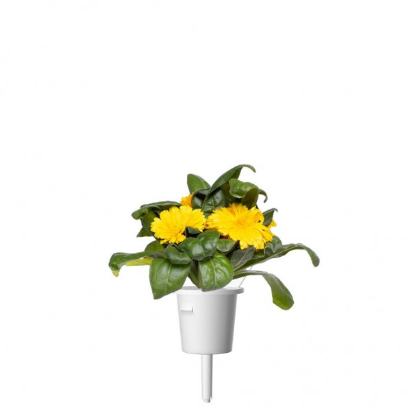 Smart Garden Refill 3-pack - Calendula