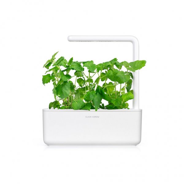 Smart Garden Refill 3-pack - Catnip