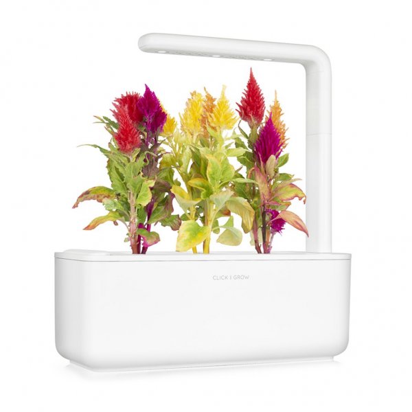 Smart Garden Refill 3-pack - Cockscomb