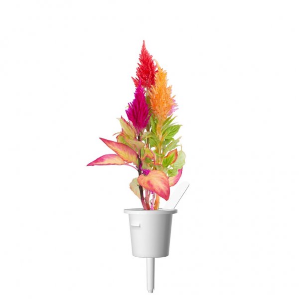 Smart Garden Refill 3-pack - Cockscomb