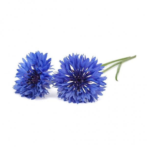Smart Garden Refill 3-pack - Cornflower