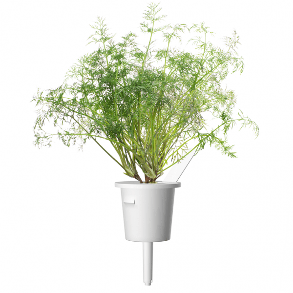 Smart Garden Refill 3-pack - Dill