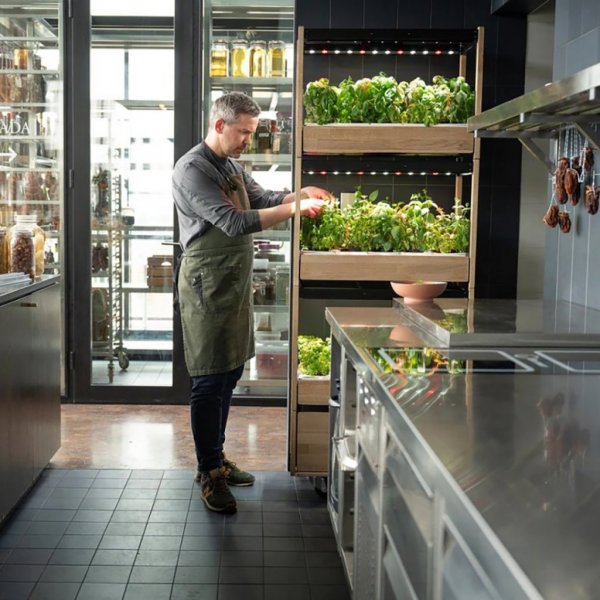 25 - Black (Salad Greens 54x pack)