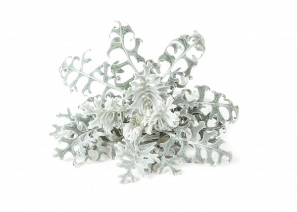 Smart Garden Refill 3-pack - Dusty Miller