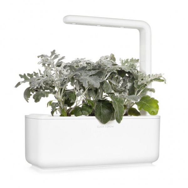 Smart Garden Refill 3-pack - Dusty Miller