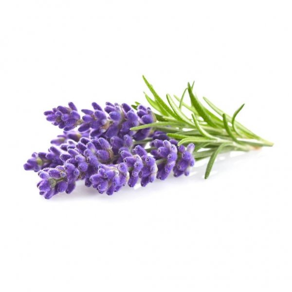 Smart Garden Refill 3-pack - Lavender
