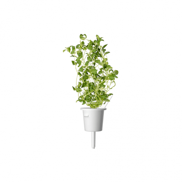 Smart Garden Refill 3-pack - Marjoram