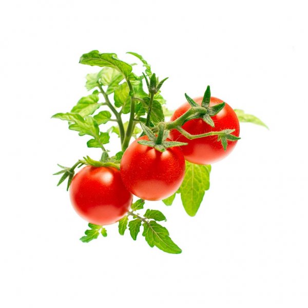 Smart Garden Refill 3-pack - Mini Tomato