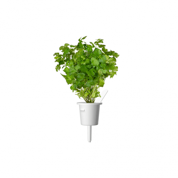 Smart Garden Refill 3-pack - Plain Parsley