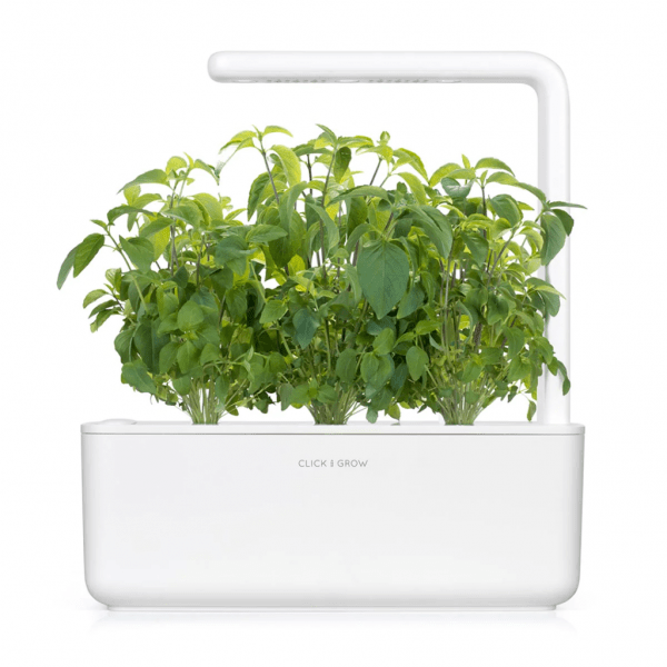 Smart Garden Refill 3-pack - Thai Basil