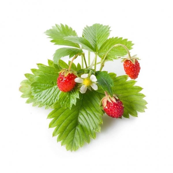 Smart Garden Refill 3-pack - Wild Strawberry