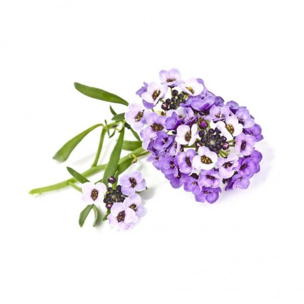Smart Garden Refill 3-pack - Sweet Alyssum